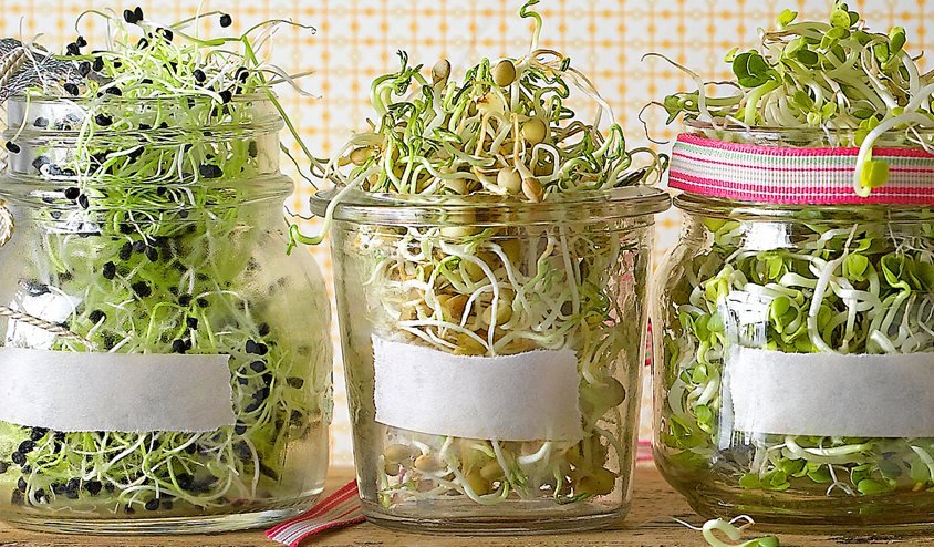 Germinados caseros