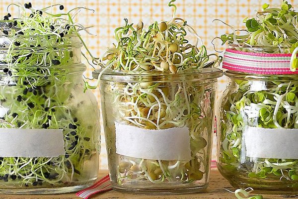 Germinados caseros